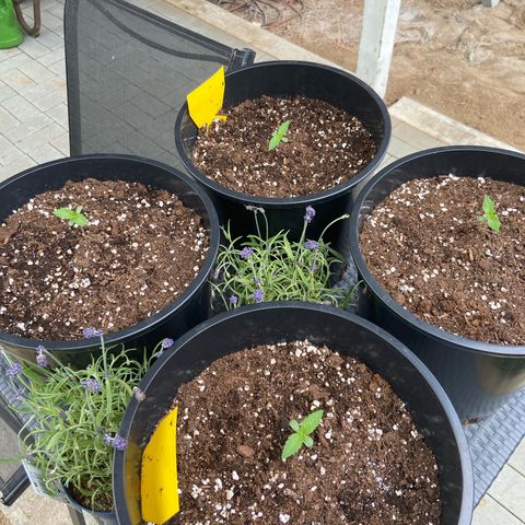 Critical Auto - Barneys Farm Deutsch growlog timeline photo