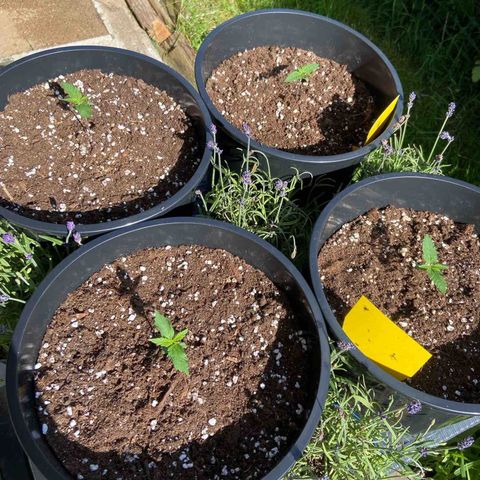 Critical Auto - Barneys Farm Deutsch growlog timeline photo