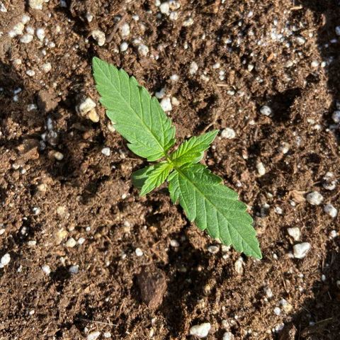 Critical Auto - Barneys Farm Deutsch growlog timeline photo