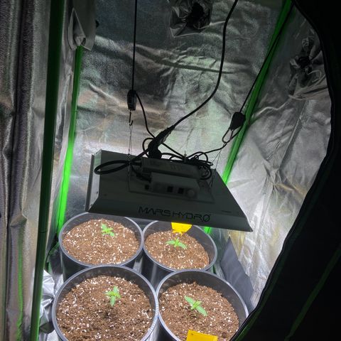 Critical Auto - Barneys Farm Deutsch growlog timeline photo