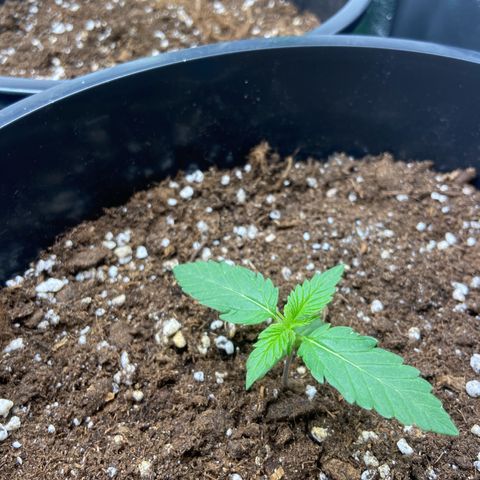 Critical Auto - Barneys Farm Deutsch growlog timeline photo