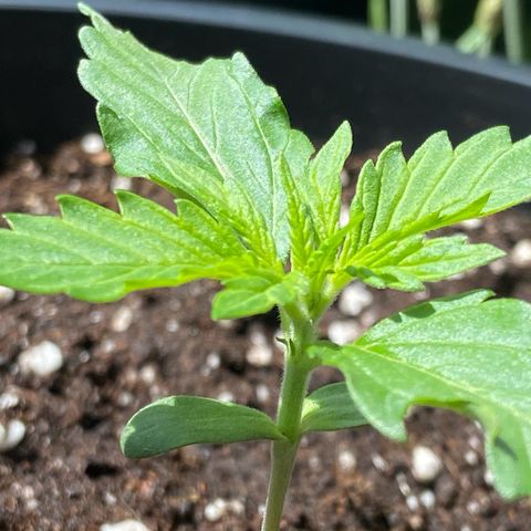 Critical Auto - Barneys Farm Deutsch growlog timeline photo