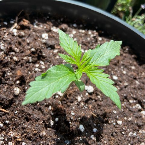 Critical Auto - Barneys Farm Deutsch growlog timeline photo