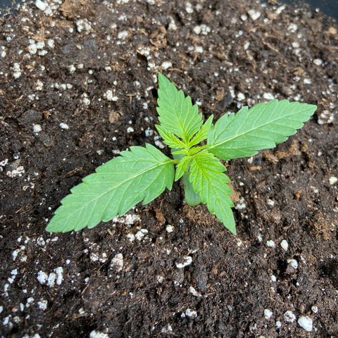 Critical Auto - Barneys Farm Deutsch growlog timeline photo