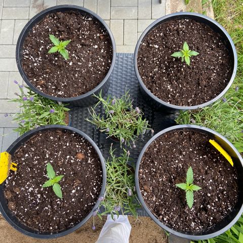 Critical Auto - Barneys Farm Deutsch growlog timeline photo