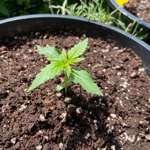 Critical Auto - Barneys Farm Deutsch growlog timeline photo