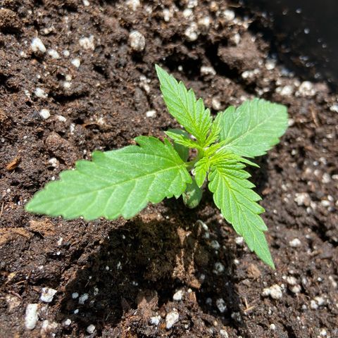 Critical Auto - Barneys Farm Deutsch growlog timeline photo