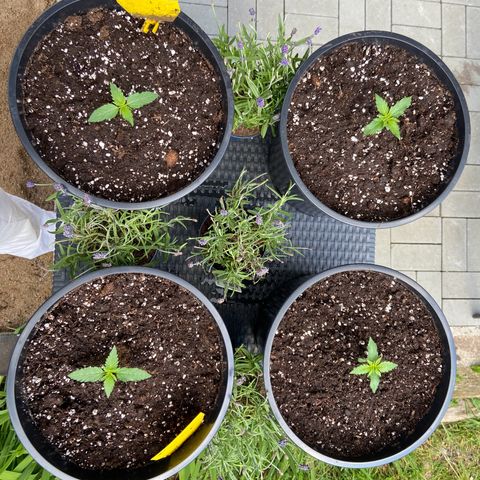 Critical Auto - Barneys Farm Deutsch growlog timeline photo