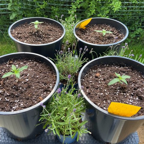 Critical Auto - Barneys Farm Deutsch growlog timeline photo