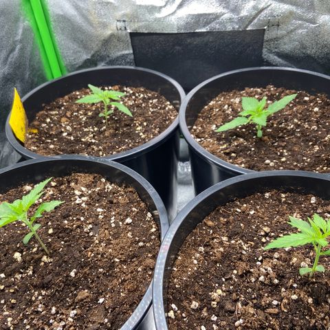 Critical Auto - Barneys Farm Deutsch growlog timeline photo