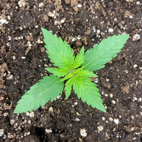 Critical Auto - Barneys Farm Deutsch growlog timeline photo