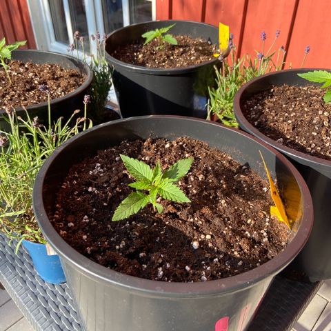 Critical Auto - Barneys Farm Deutsch growlog timeline photo