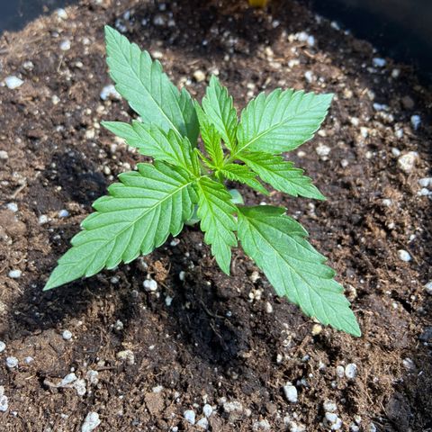 Critical Auto - Barneys Farm Deutsch growlog timeline photo