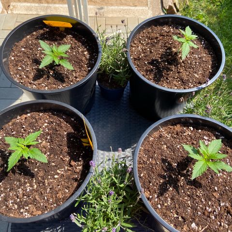 Critical Auto - Barneys Farm Deutsch growlog timeline photo