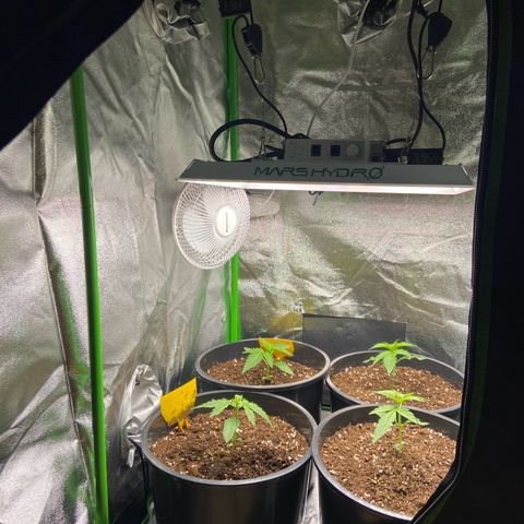 Critical Auto - Barneys Farm Deutsch growlog timeline photo