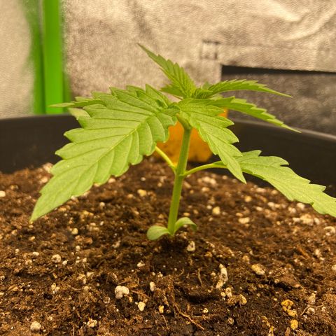 Critical Auto - Barneys Farm Deutsch growlog timeline photo