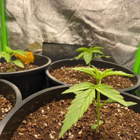 Critical Auto - Barneys Farm Deutsch growlog timeline photo