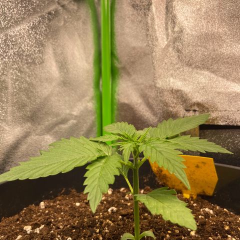 Critical Auto - Barneys Farm Deutsch growlog timeline photo