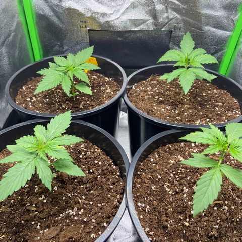 Critical Auto - Barneys Farm Deutsch growlog timeline photo