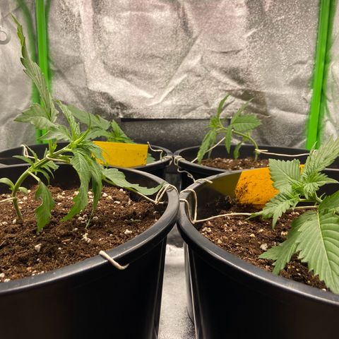 Critical Auto - Barneys Farm Deutsch growlog timeline photo