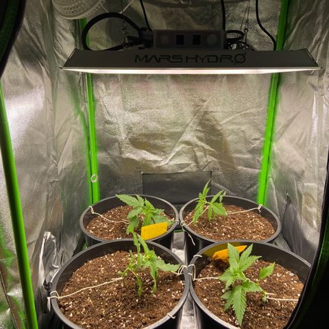 Critical Auto - Barneys Farm Deutsch growlog timeline photo