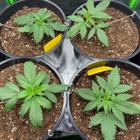 Critical Auto - Barneys Farm Deutsch growlog timeline photo