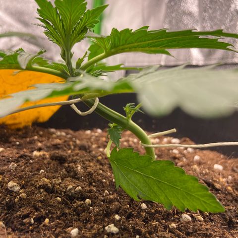 Critical Auto - Barneys Farm Deutsch growlog timeline photo