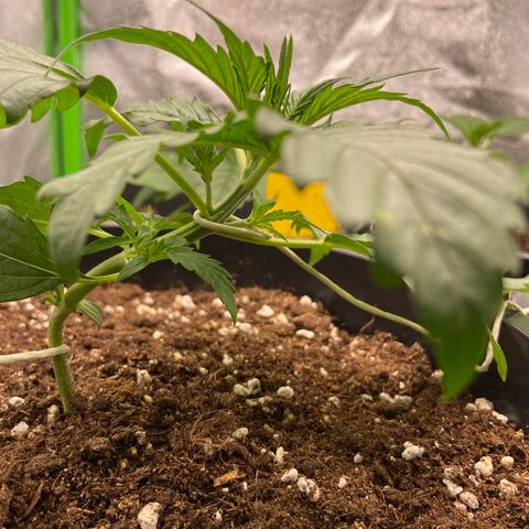 Critical Auto - Barneys Farm Deutsch growlog timeline photo