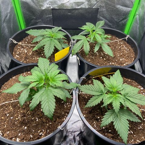 Critical Auto - Barneys Farm Deutsch growlog timeline photo