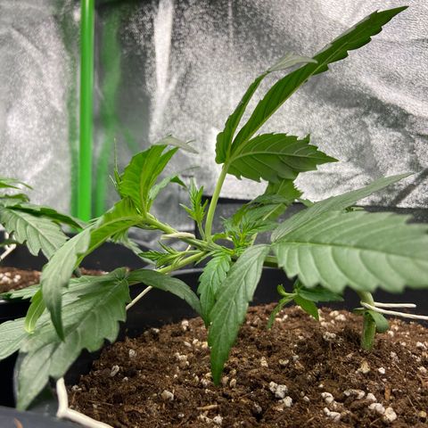 Critical Auto - Barneys Farm Deutsch growlog timeline photo