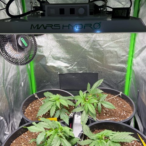 Critical Auto - Barneys Farm Deutsch growlog timeline photo