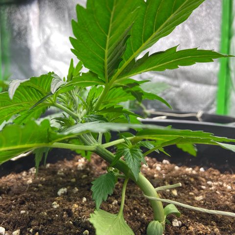 Critical Auto - Barneys Farm Deutsch growlog timeline photo