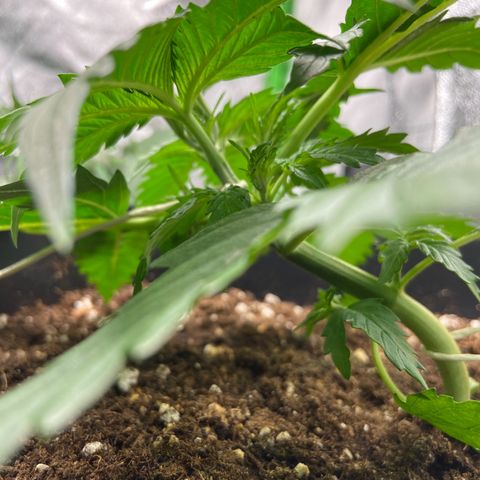 Critical Auto - Barneys Farm Deutsch growlog timeline photo