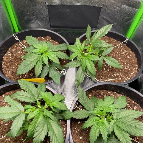 Critical Auto - Barneys Farm Deutsch growlog timeline photo