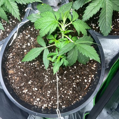Critical Auto - Barneys Farm Deutsch growlog timeline photo