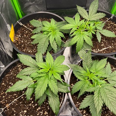 Critical Auto - Barneys Farm Deutsch growlog timeline photo