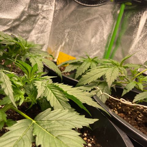 Critical Auto - Barneys Farm Deutsch growlog timeline photo