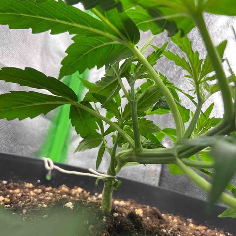 Critical Auto - Barneys Farm Deutsch growlog timeline photo