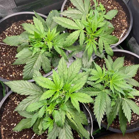 Critical Auto - Barneys Farm Deutsch growlog timeline photo