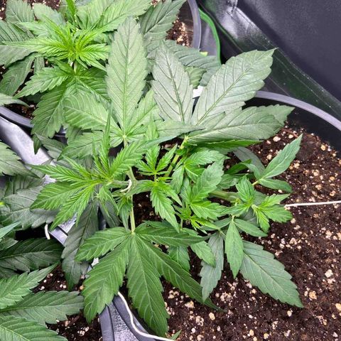 Critical Auto - Barneys Farm Deutsch growlog timeline photo