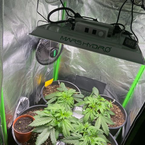 Critical Auto - Barneys Farm Deutsch growlog timeline photo