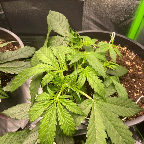 Critical Auto - Barneys Farm Deutsch growlog timeline photo