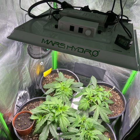 Critical Auto - Barneys Farm Deutsch growlog timeline photo