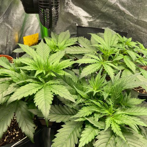 Critical Auto - Barneys Farm Deutsch growlog timeline photo