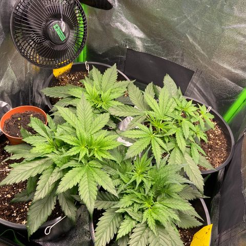 Critical Auto - Barneys Farm Deutsch growlog timeline photo