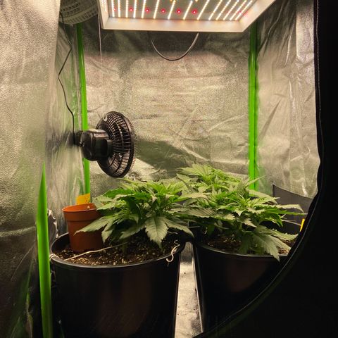 Critical Auto - Barneys Farm Deutsch growlog timeline photo