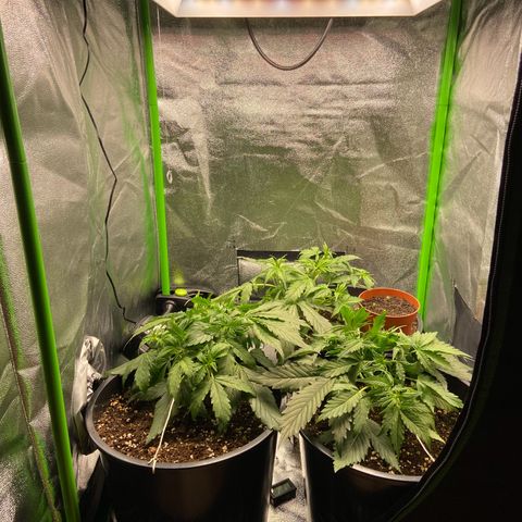 Critical Auto - Barneys Farm Deutsch growlog timeline photo