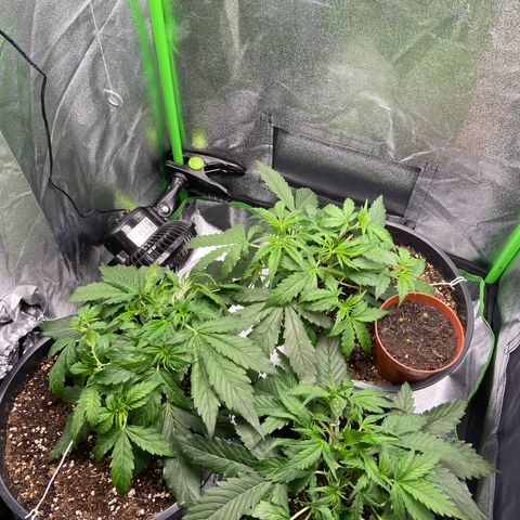 Critical Auto - Barneys Farm Deutsch growlog timeline photo