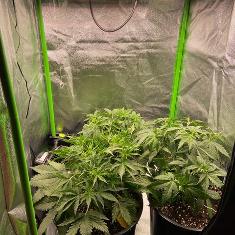 Critical Auto - Barneys Farm Deutsch growlog timeline photo