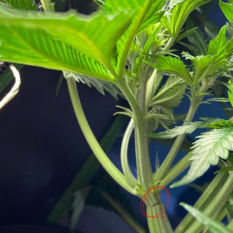 Critical Auto - Barneys Farm Deutsch growlog timeline photo